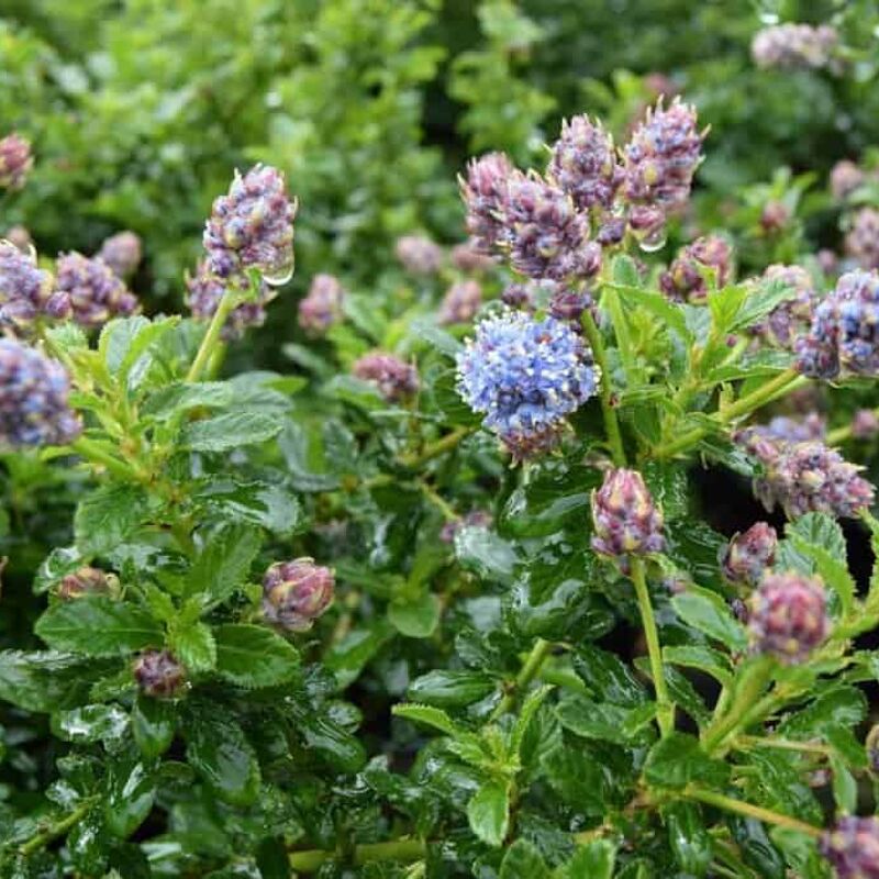 Ceanothus 'Blue Mound' ---